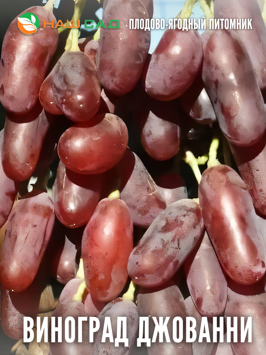 Виноград Джованни Виноград Джованни