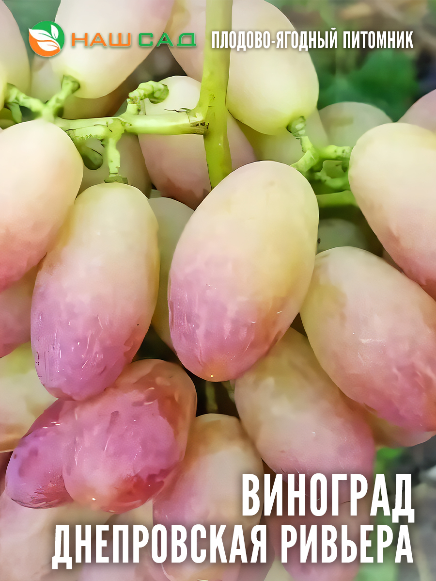 Виноград Днепровская Ривьера Виноград Днепровская Ривьера