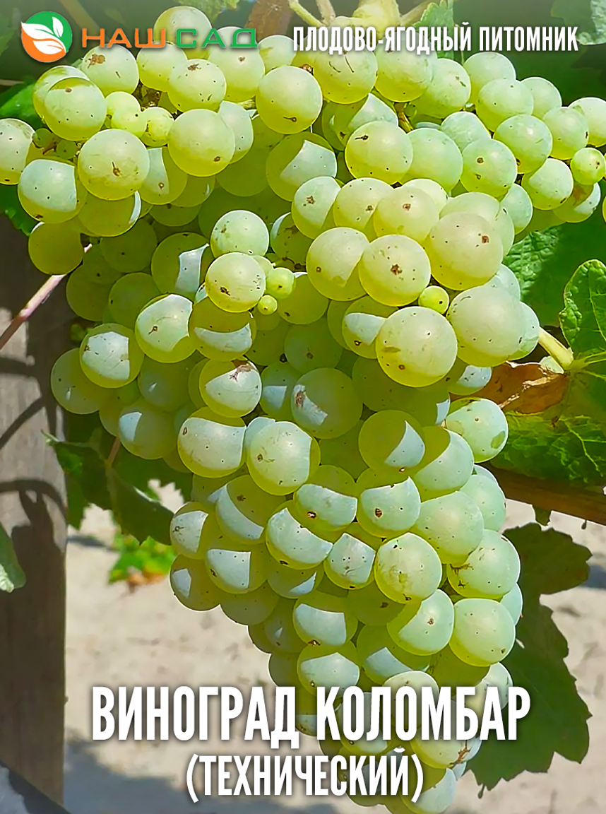 Виноград Коломбар Виноград Коломбар