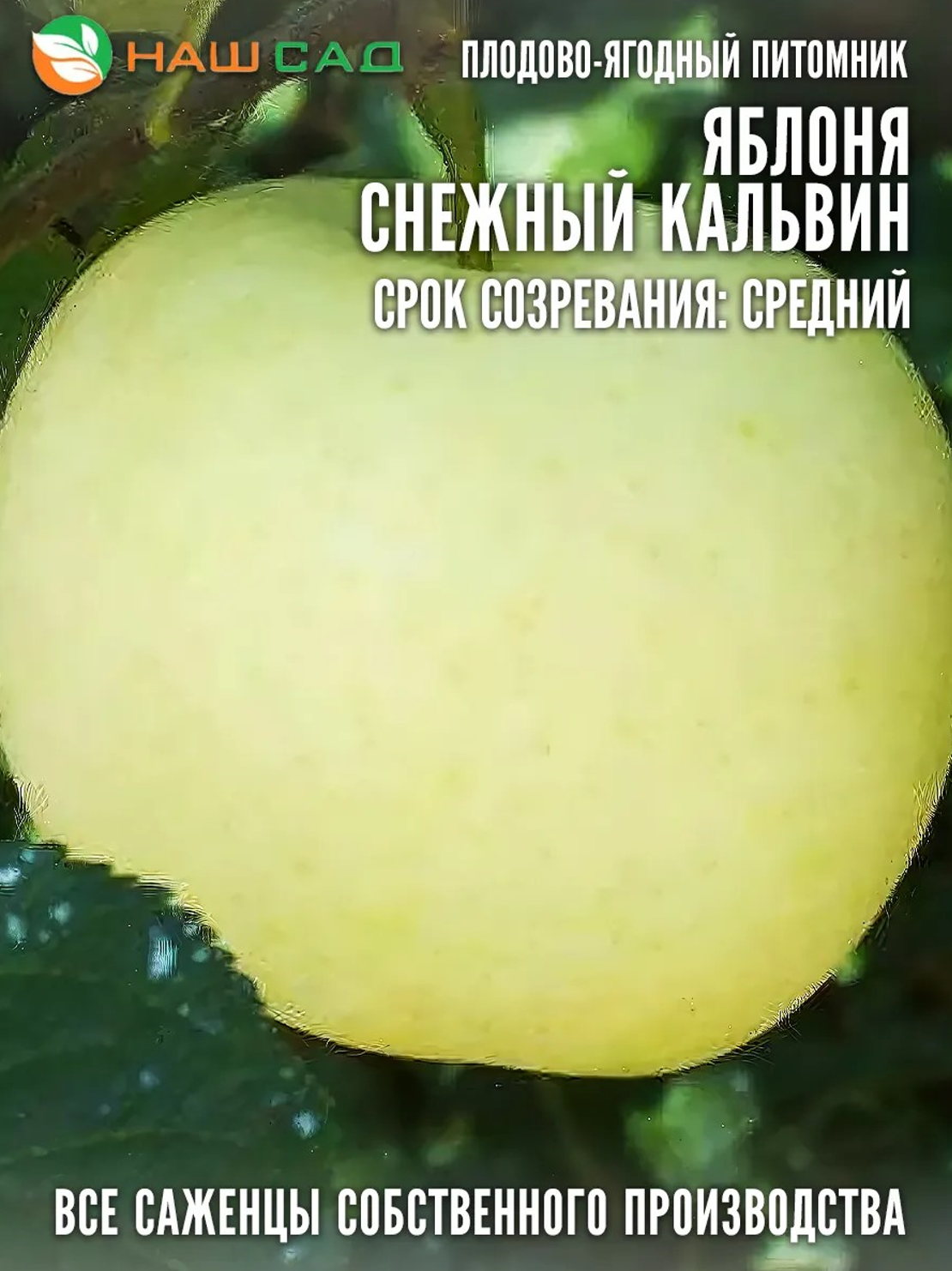 Яблоня Снежный Кальвиль