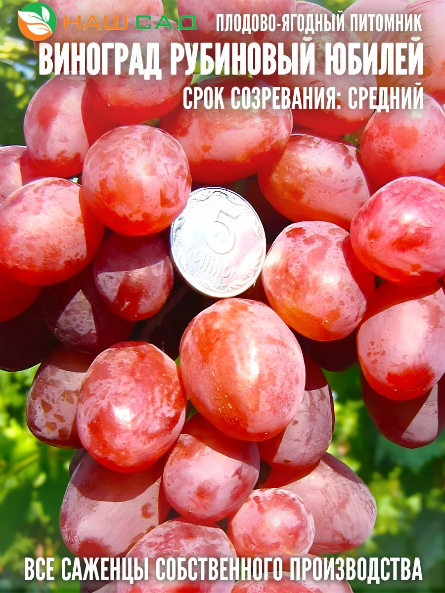 Виноград Рубиновый Юбилей Виноград Рубиновый Юбилей