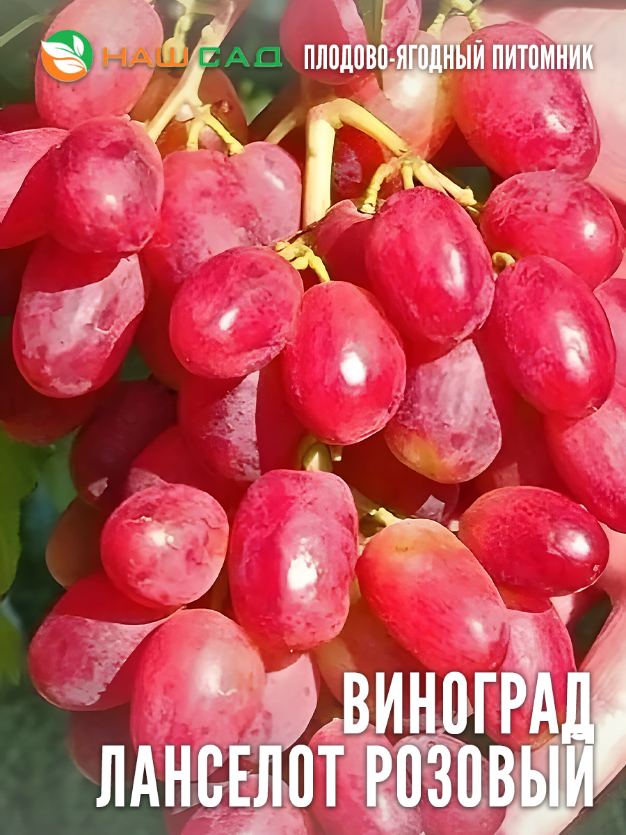 Виноград Ланцелот Розовый Виноград Ланцелот Розовый