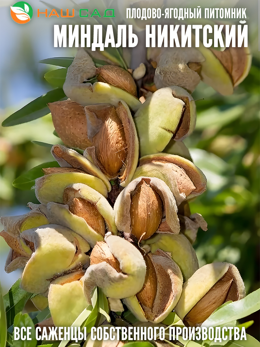 Миндаль Никитский