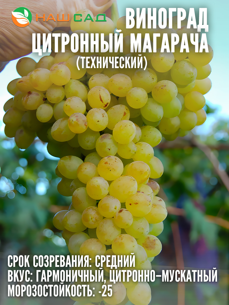Виноград Цитронный Магарача Виноград Цитронный Магарача