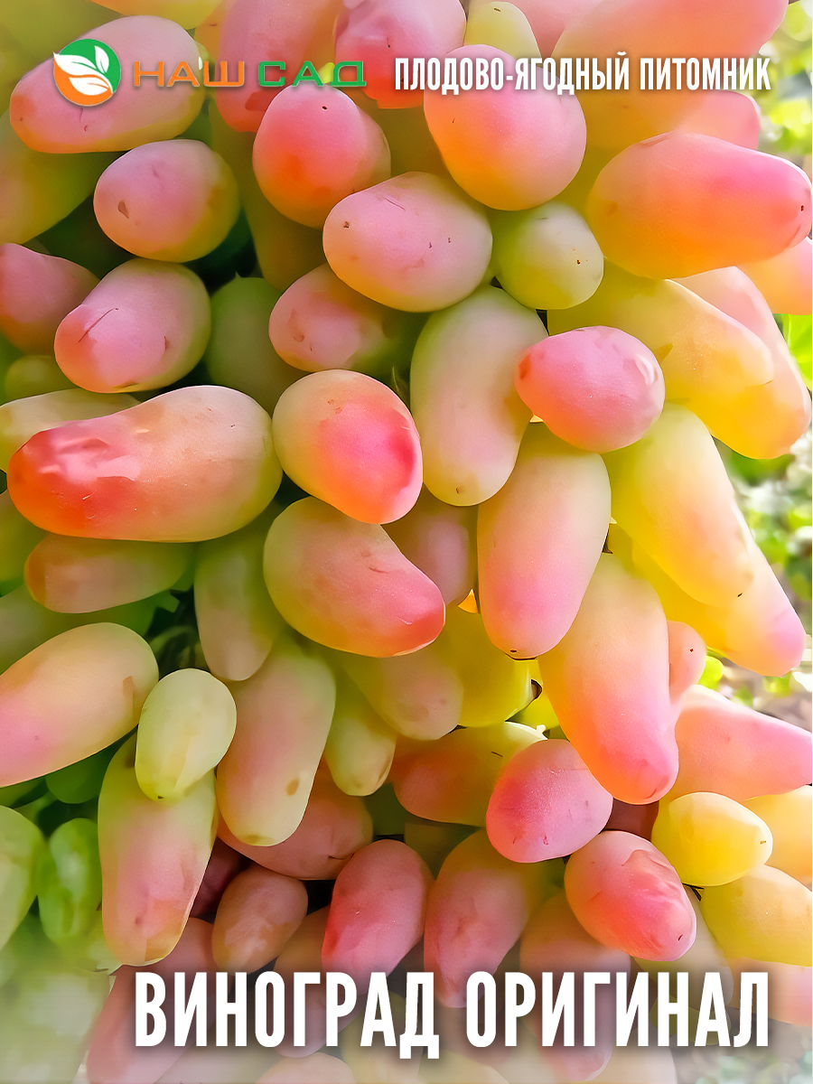 Виноград «Оригинал» Виноград «Оригинал»