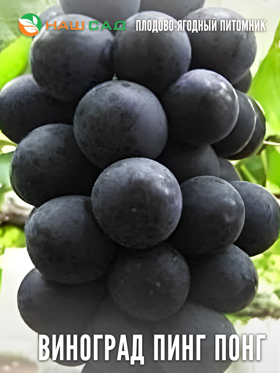 Виноград Пинк-Понг (Фуджиминори) Виноград Пинк-Понг (Фуджиминори)