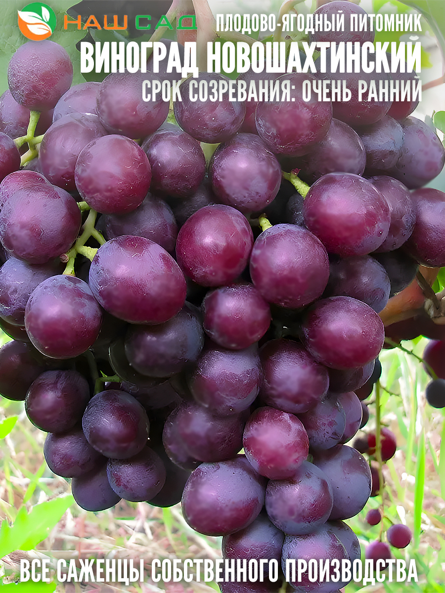 Мускат Новошахтинский