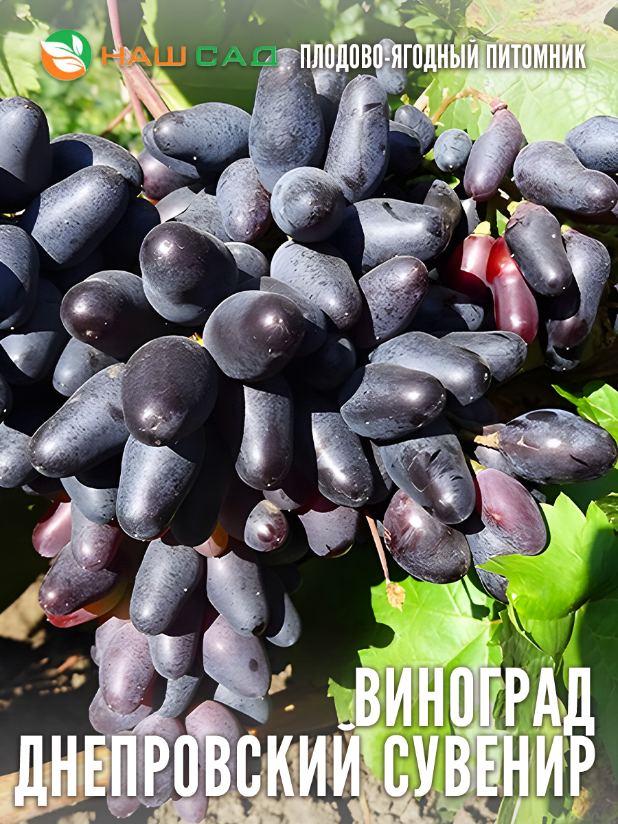 Виноград Днепровский сувенир Виноград Днепровский сувенир
