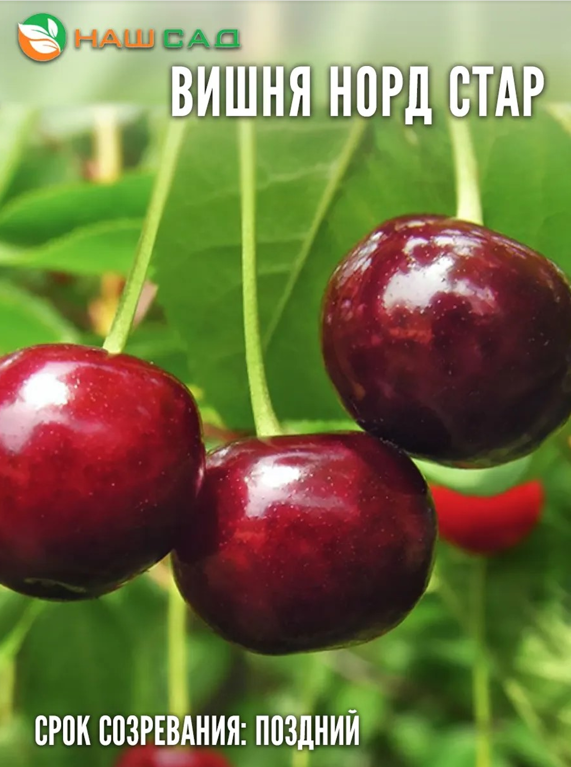 Вишня Норд Стар (Северная Звезда)