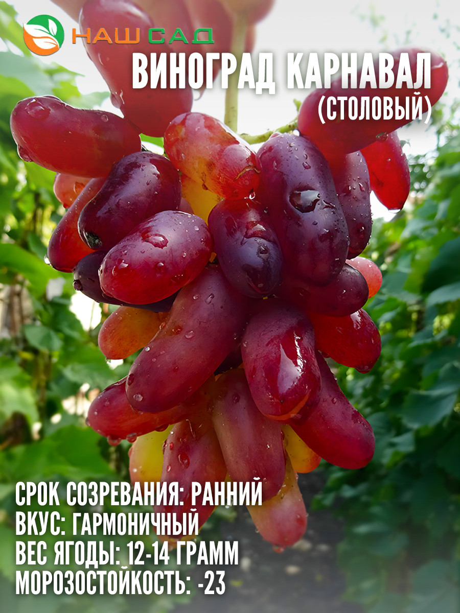 Виноград Карнавал Виноград Карнавал