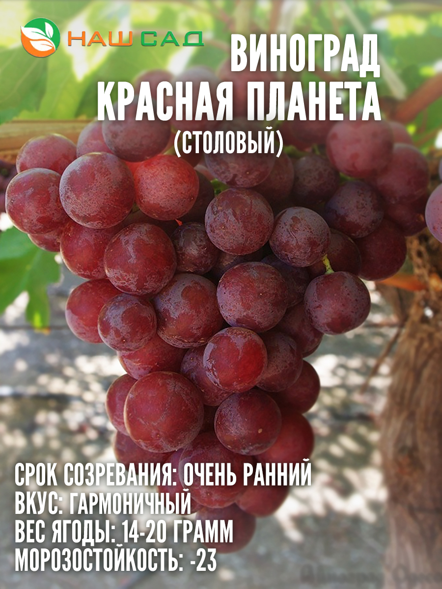 Виноград Красная Планета Виноград Красная Планета