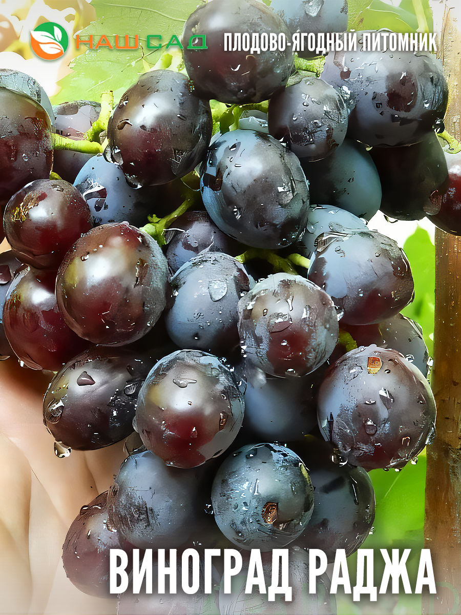 Виноград Раджа Виноград Раджа