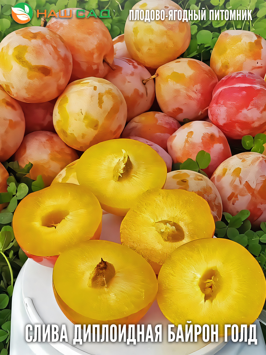 Слива «Байрон Голд» (Byron Gold)