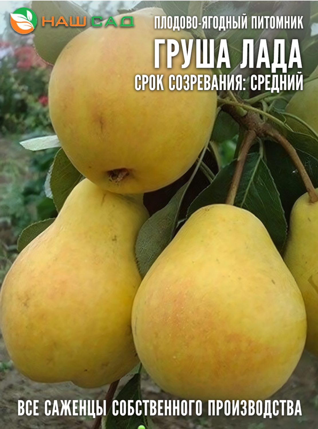 Груша Лада