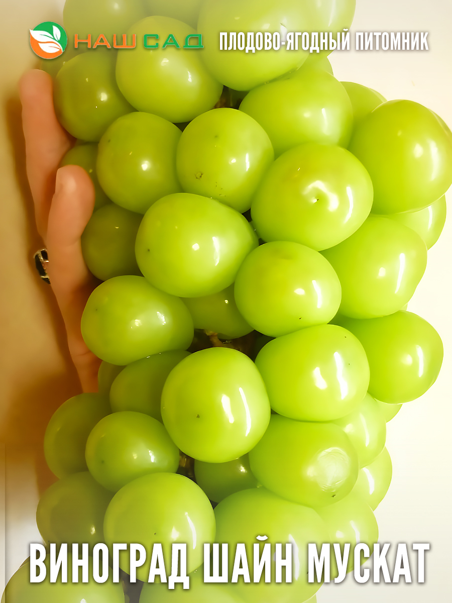 Виноград Шайн Мускат Виноград Шайн Мускат