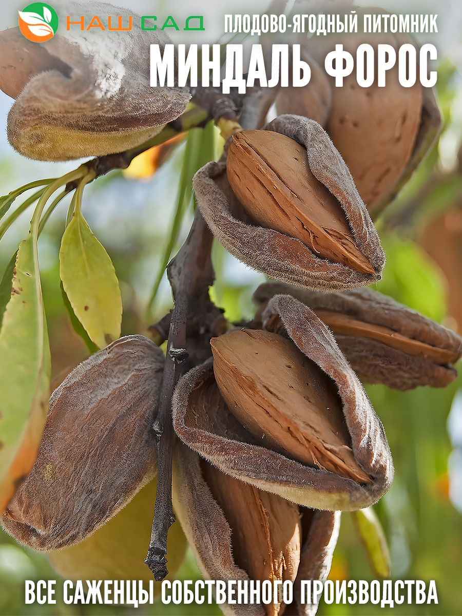 Миндаль Форос