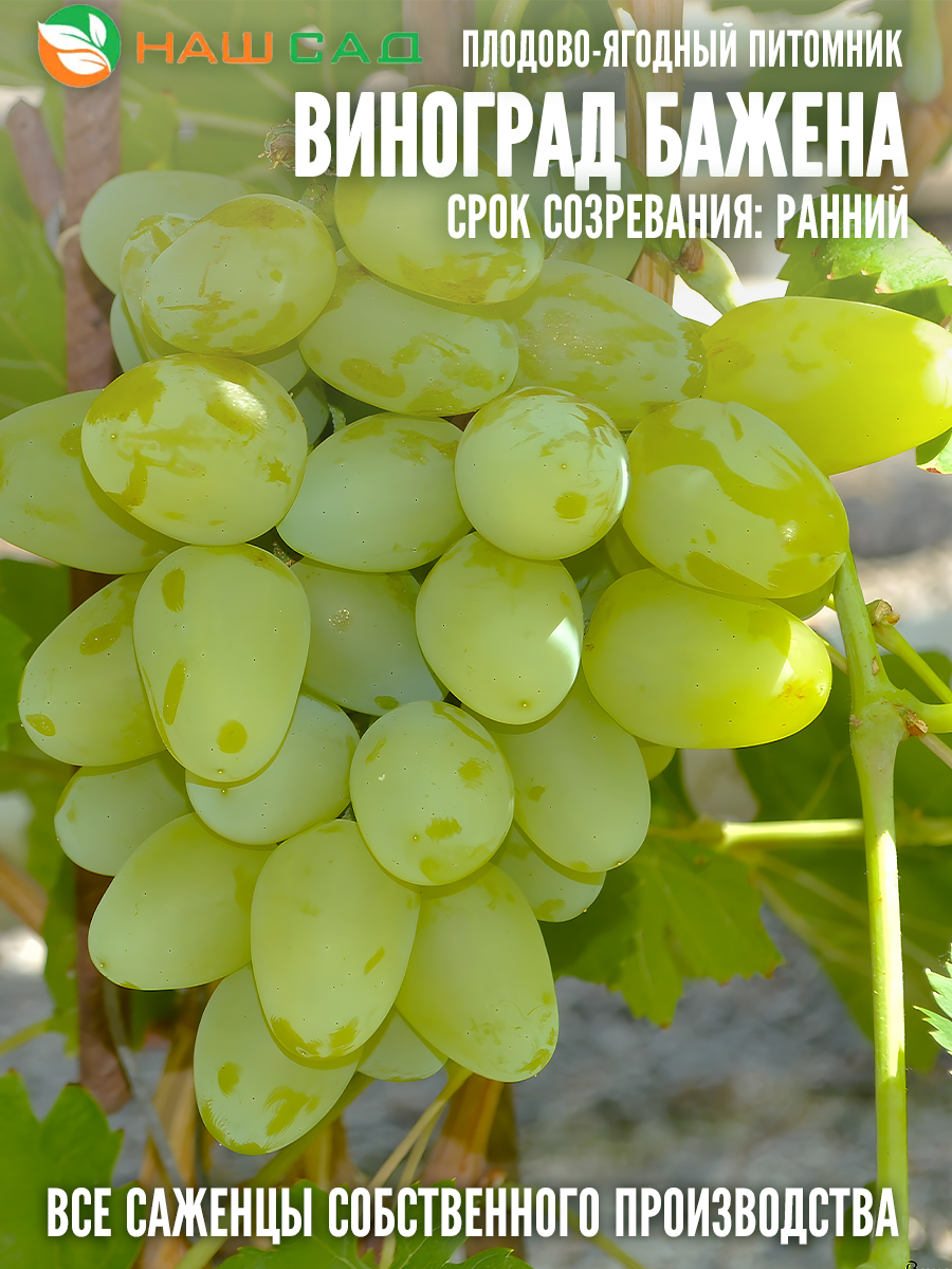 Виноград Бажена Виноград Бажена