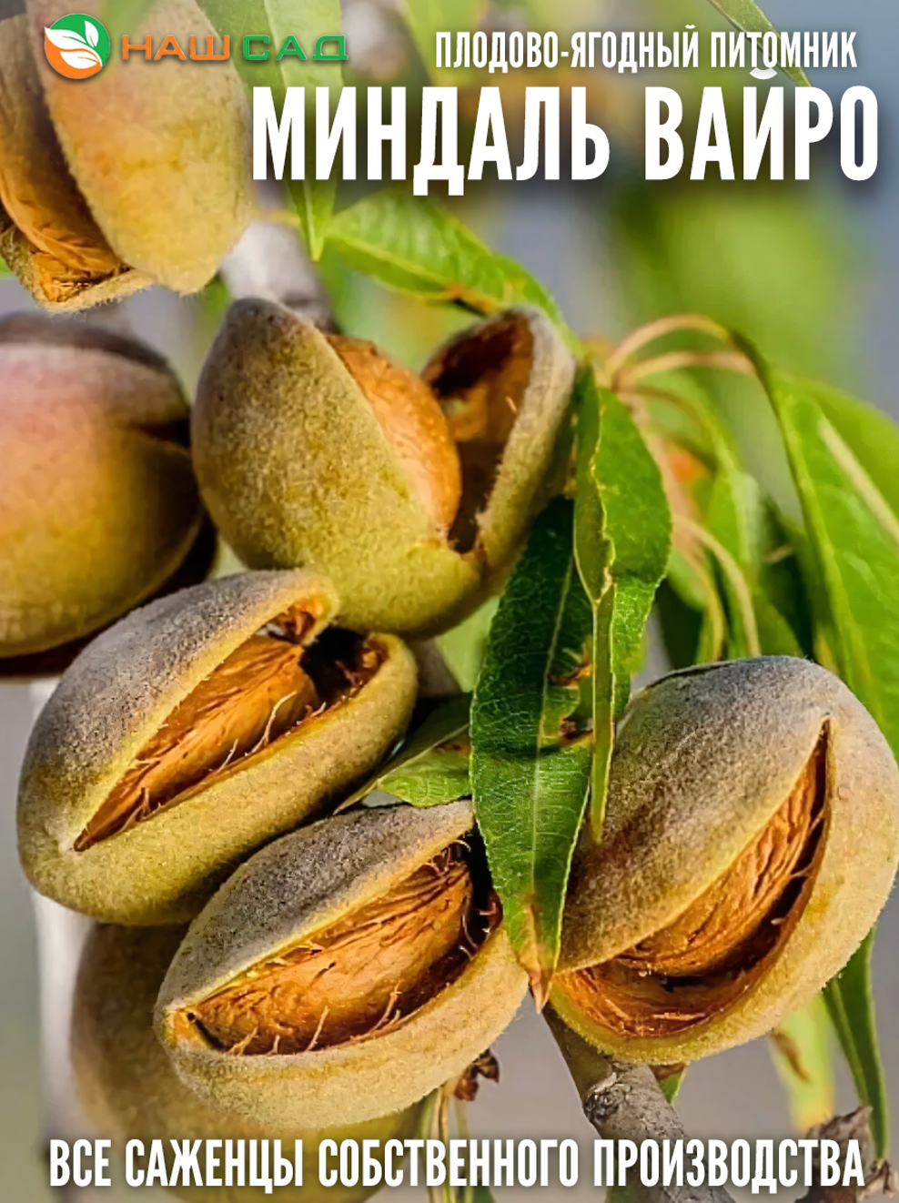 Миндаль Вайро (Vairo) Миндаль Вайро (Vairo)