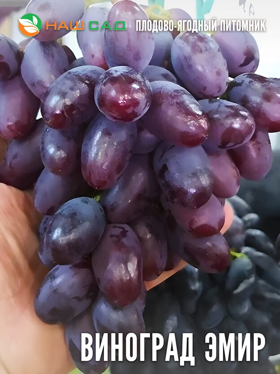 Виноград Эмир Виноград Эмир