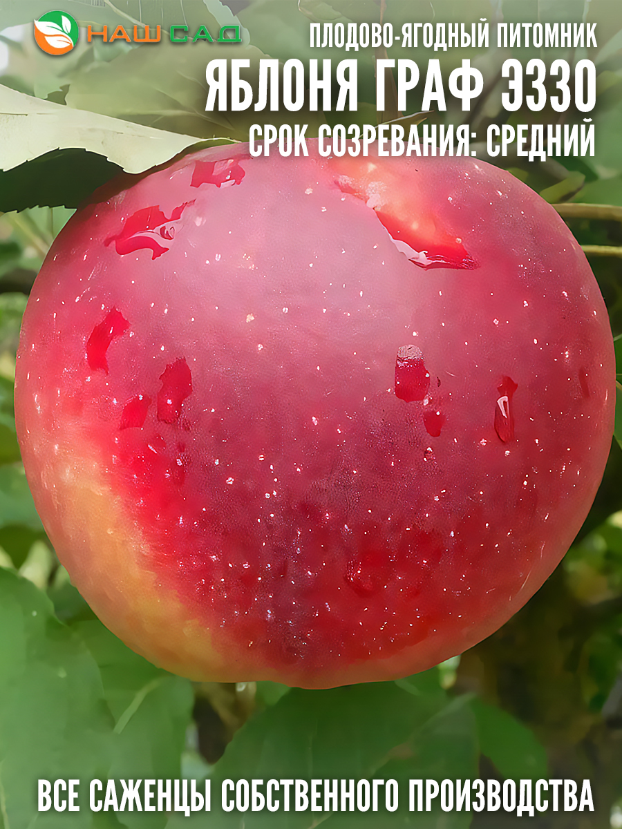 Яблоня Граф Эззо