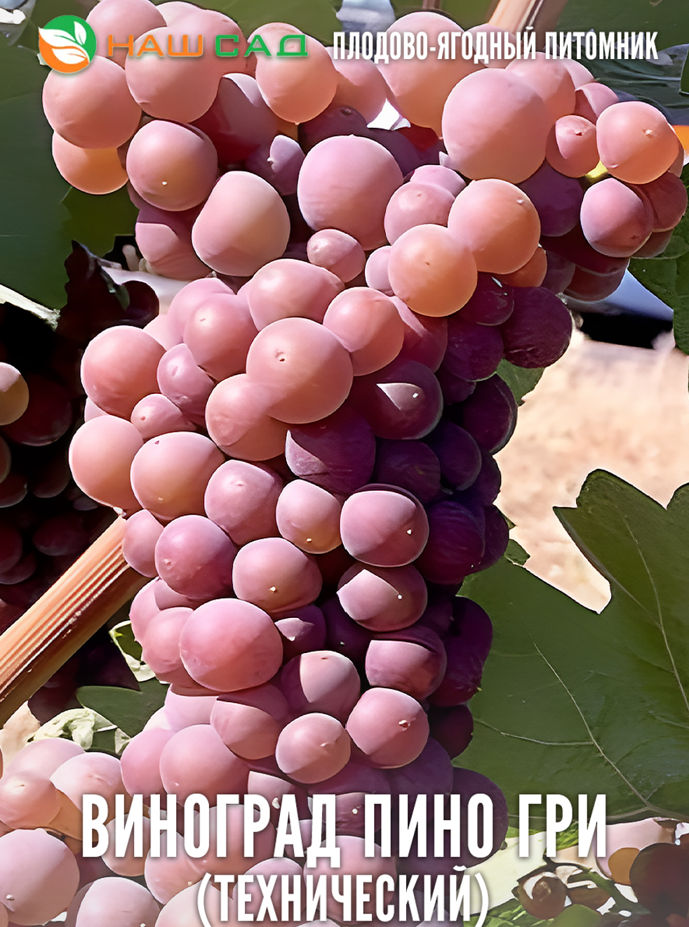Виноград Пино Гри Виноград Пино Гри