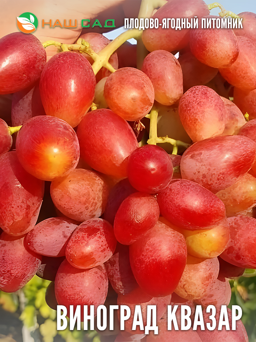 Виноград Квазар Виноград Квазар