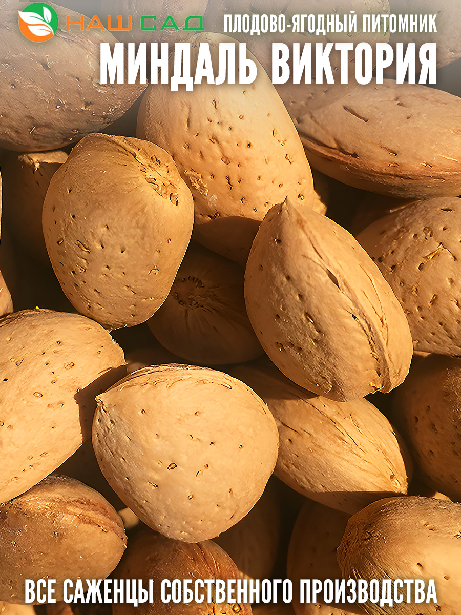 Миндаль Виктория