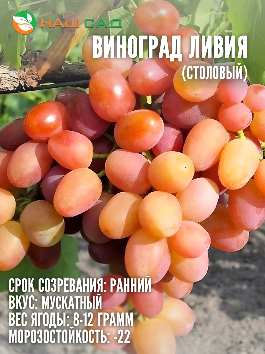 Виноград Ливия Виноград Ливия