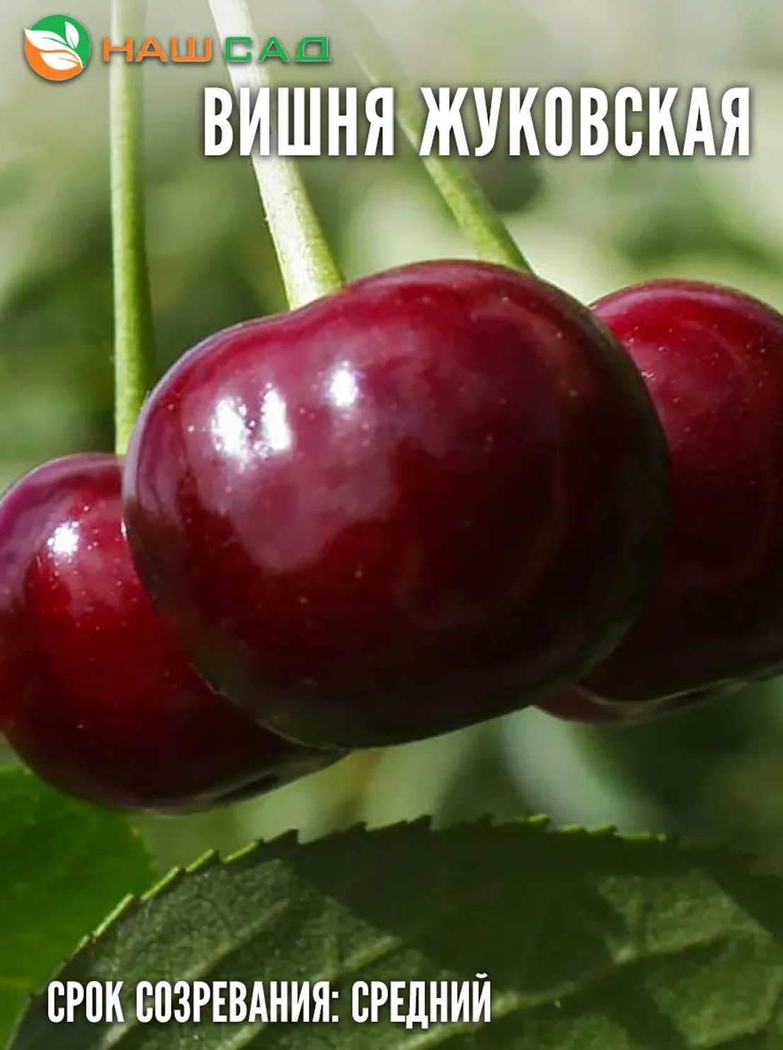 Вишня Жуковская