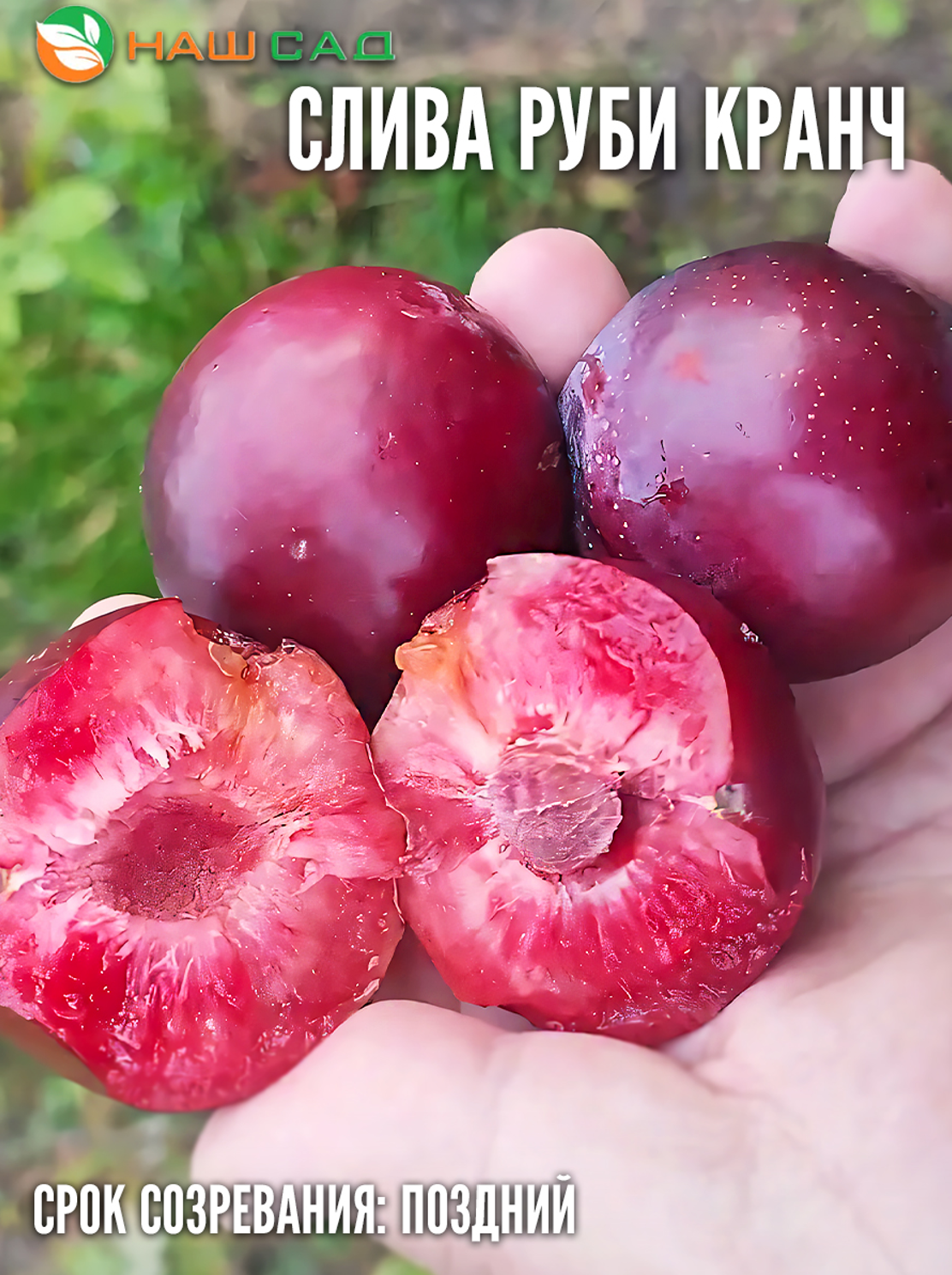 Слива «Руби Кранч» (Ruby Crunch)