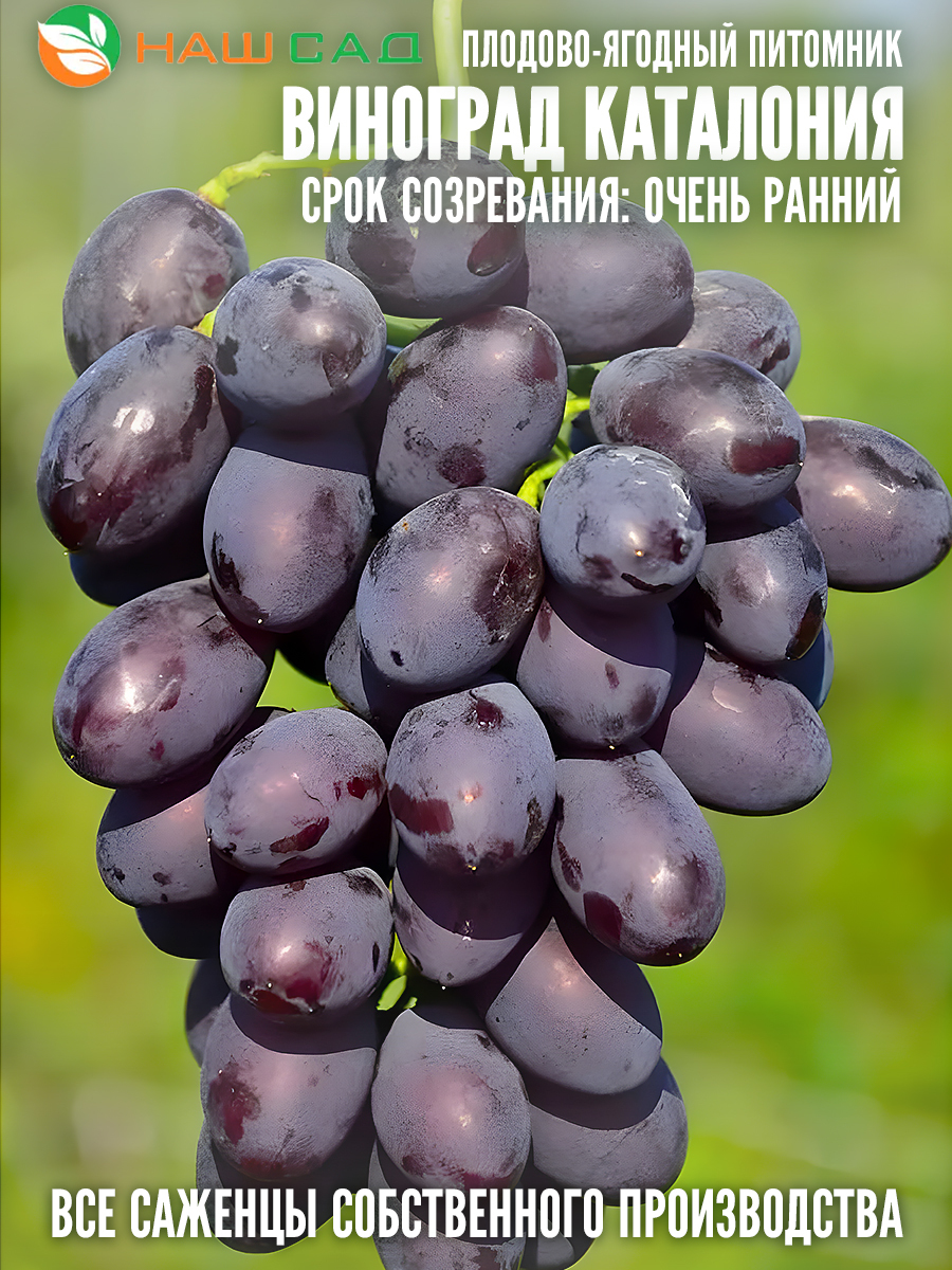 Виноград Каталония Виноград Каталония