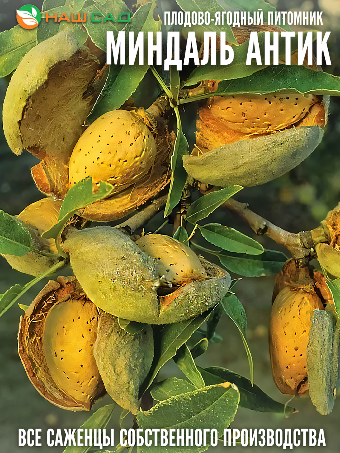 Миндаль Антик Миндаль Антик