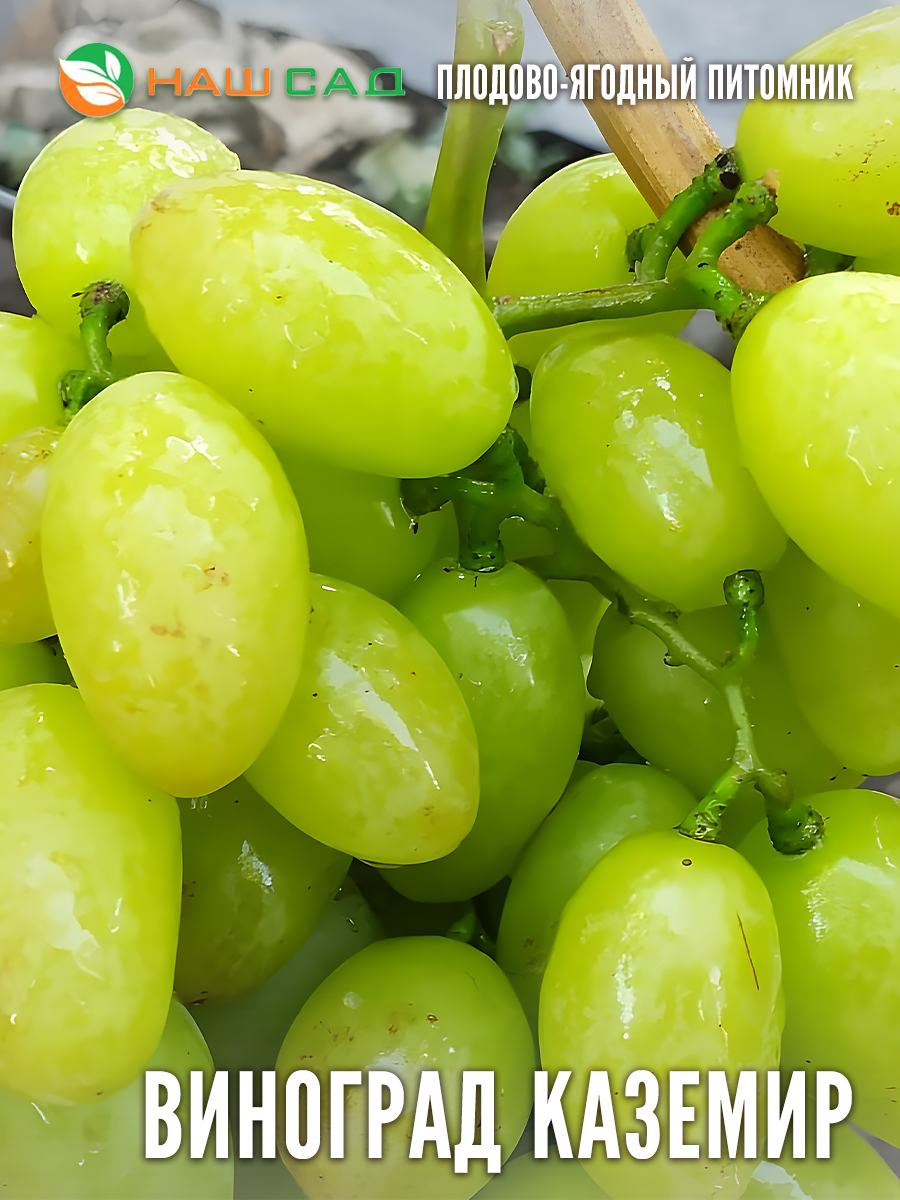 Виноград Каземир Виноград Каземир