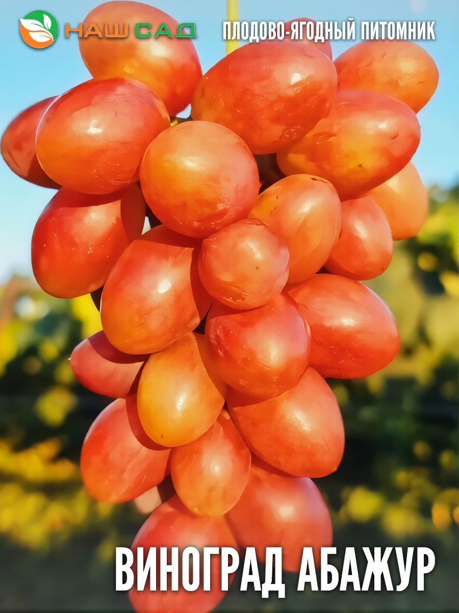 Виноград «Абажур» Виноград «Абажур»
