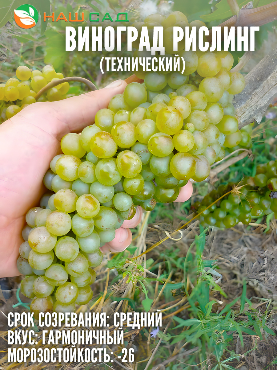 Виноград Рислинг