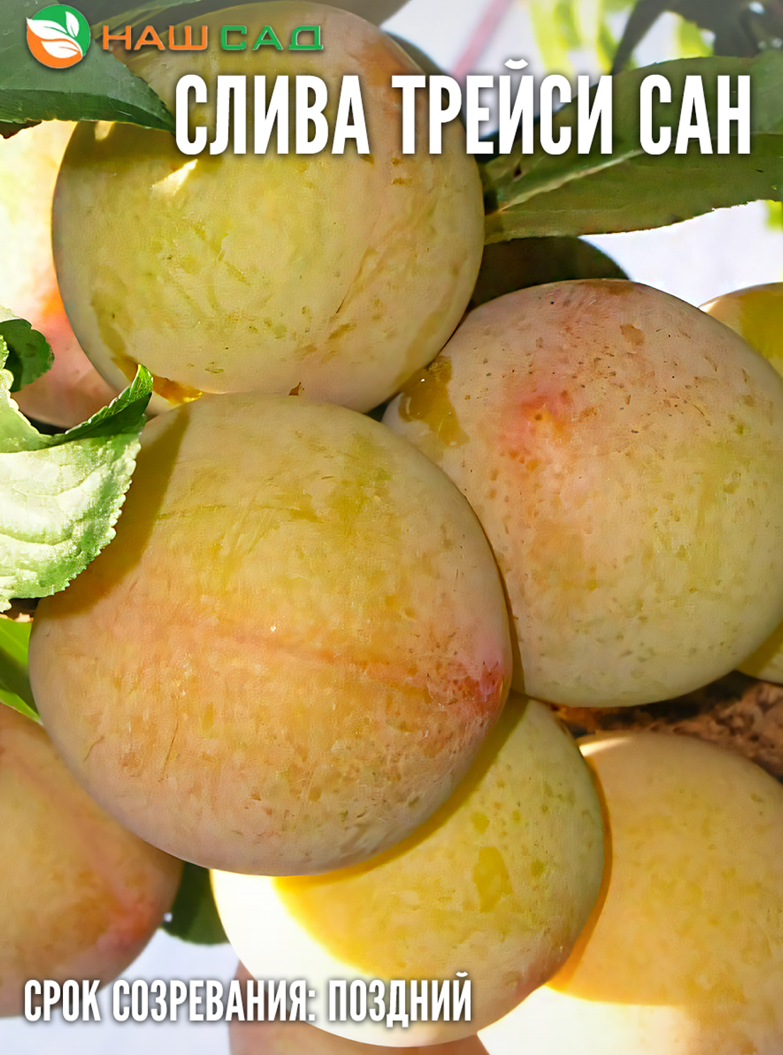 Слива «Трейси Сан» (Tracy Sun)