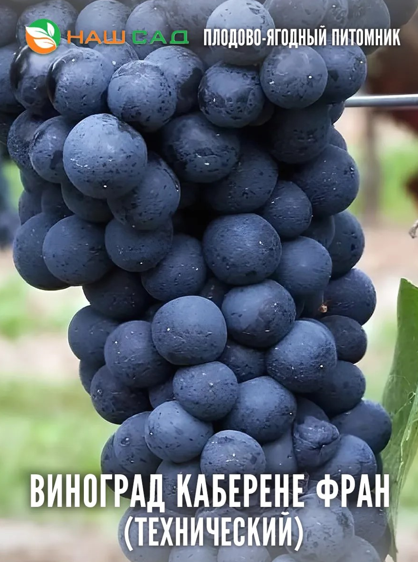 Виноград Каберне Фран Виноград Каберне Фран