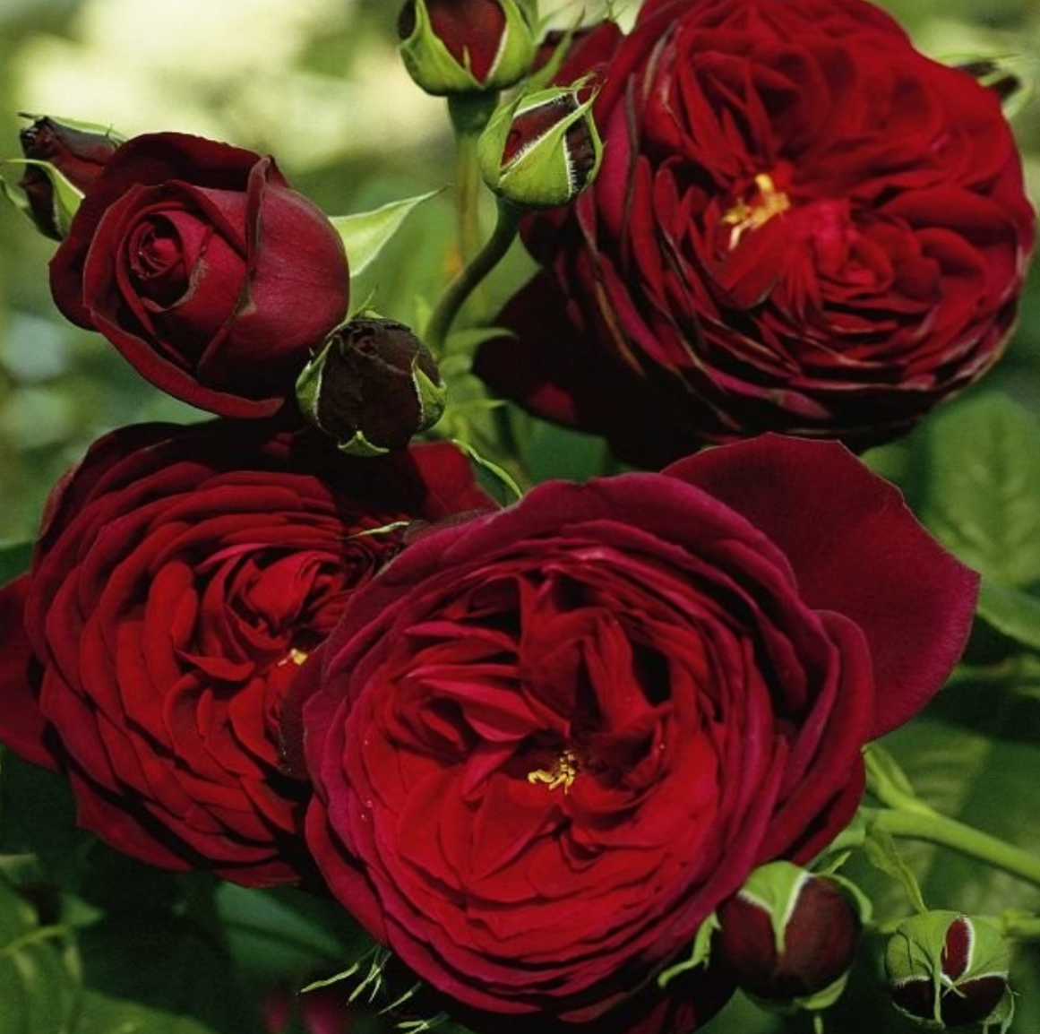 Роза флорибунда Бордо