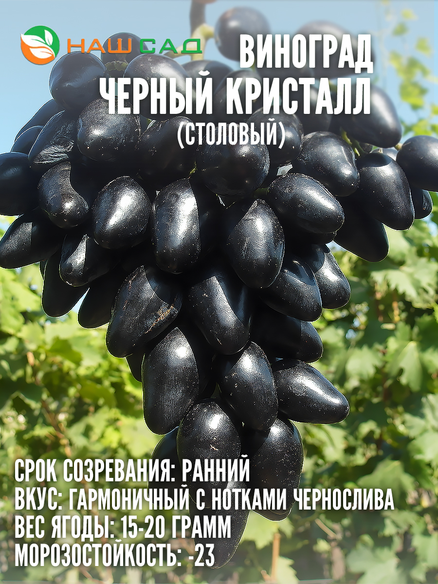 Виноград Чёрный кристалл Виноград Чёрный кристалл