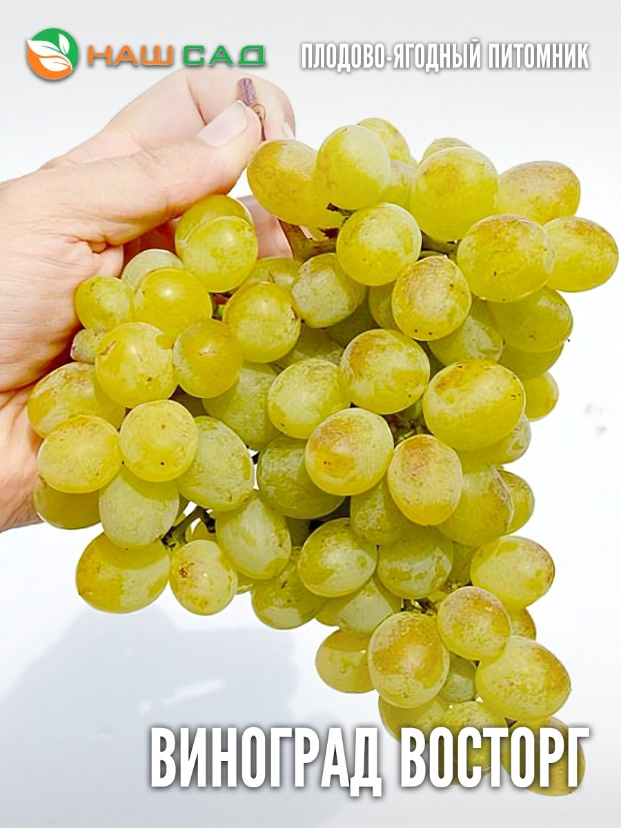 Виноград Восторг Виноград Восторг