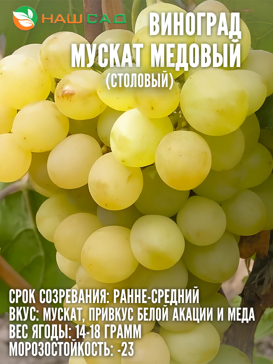 Виноград Мускат Медовый Виноград Мускат Медовый