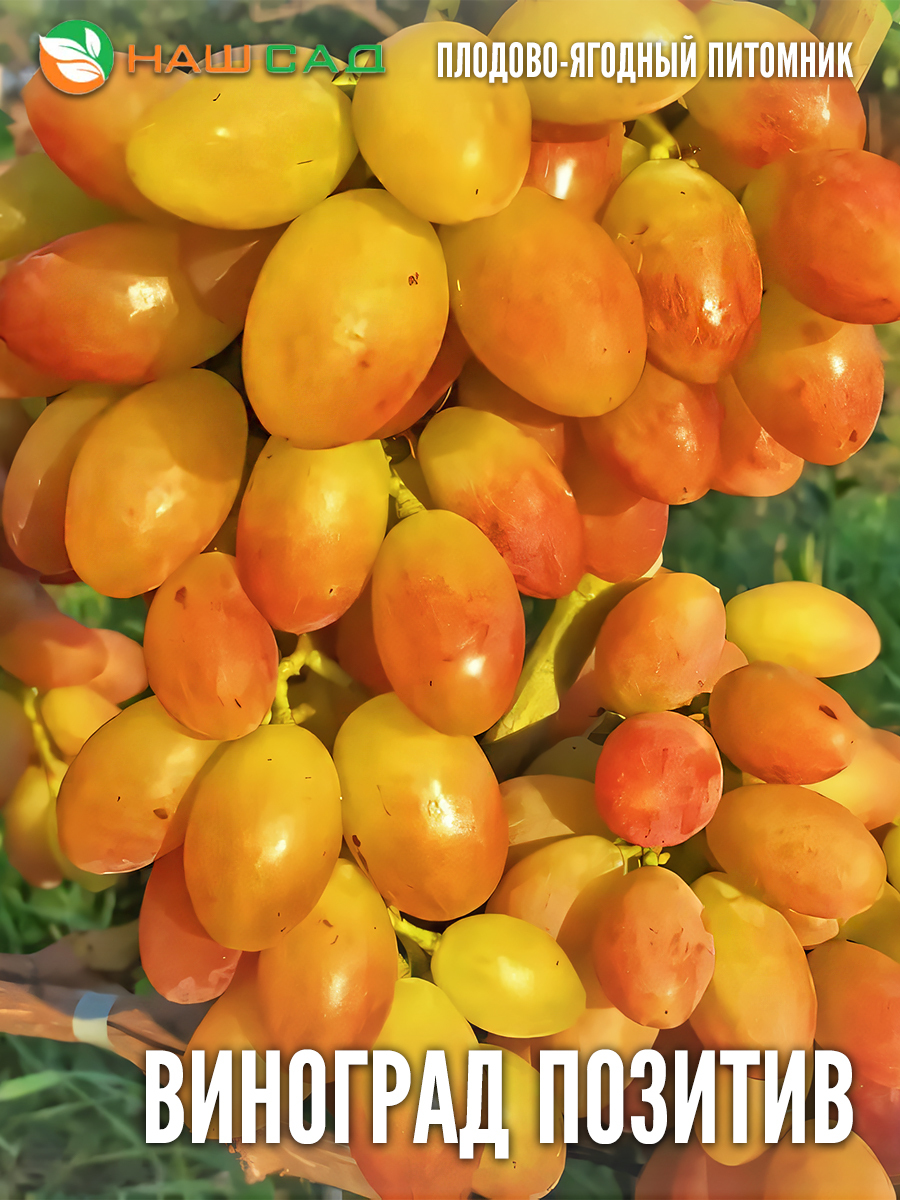 Виноград Позитив Виноград Позитив