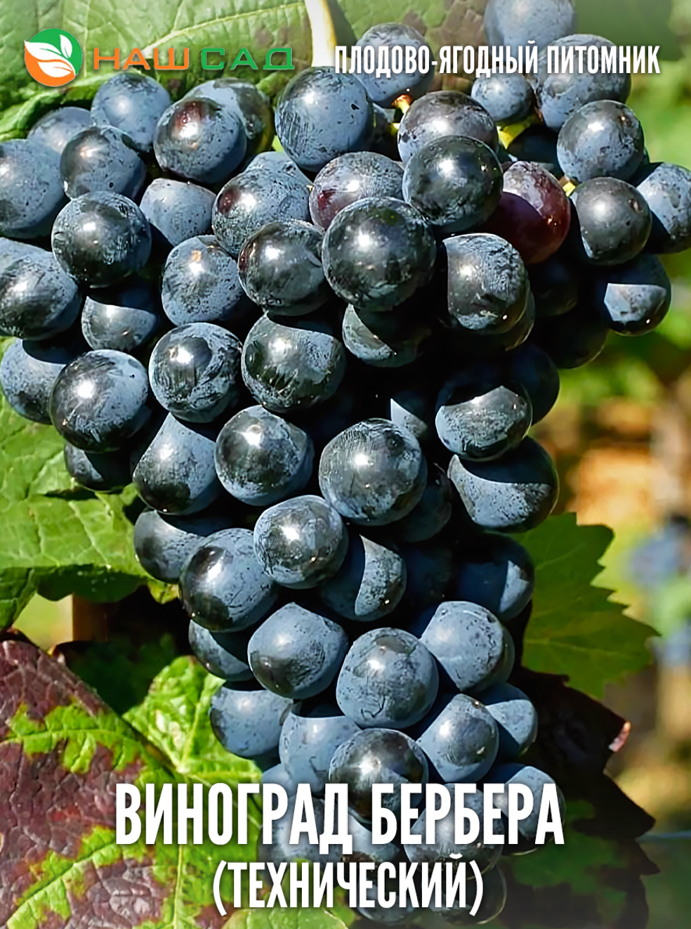 Виноград Бербера Виноград Бербера