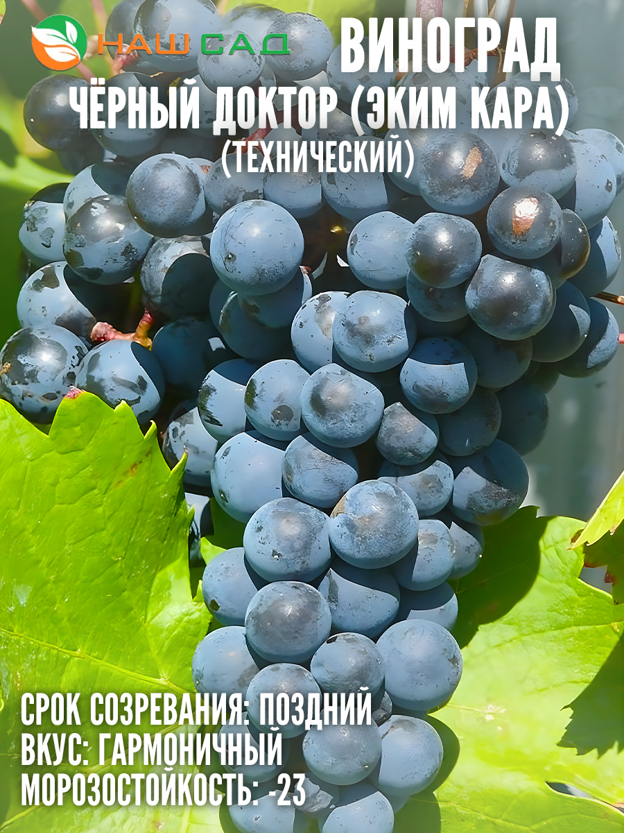 Виноград Чёрный Доктор (Эким кара) Виноград Чёрный Доктор (Эким кара)