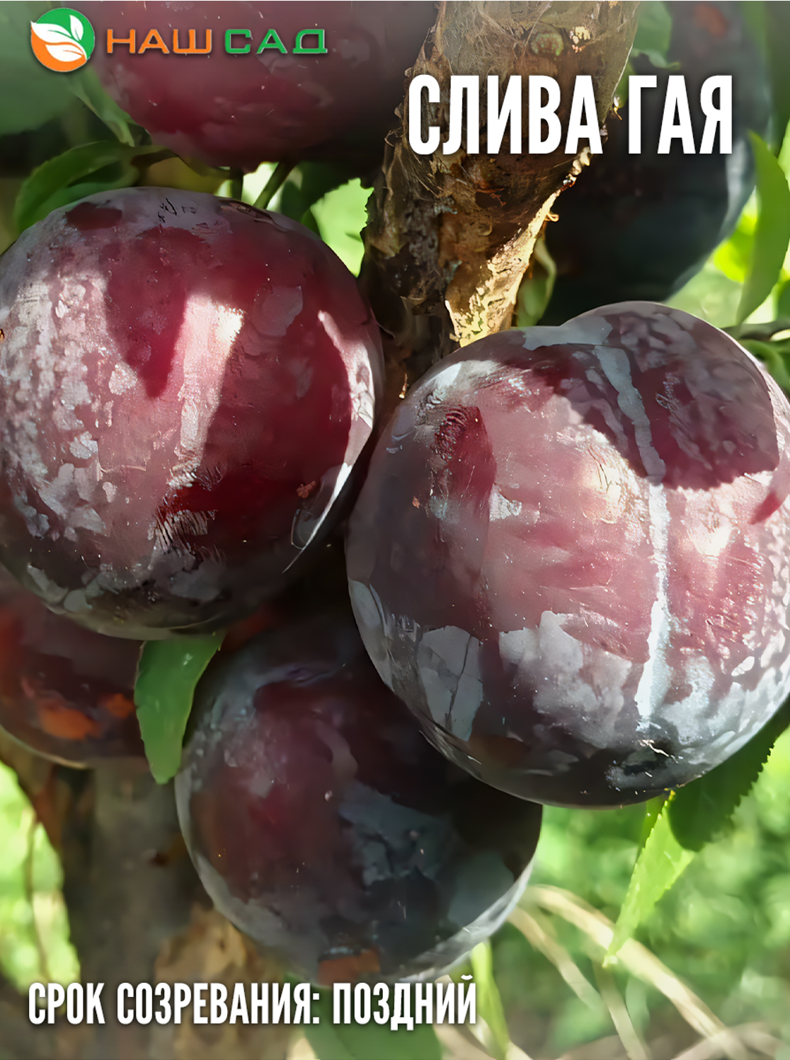 Слива диплоидная Гайя ( Gaia )