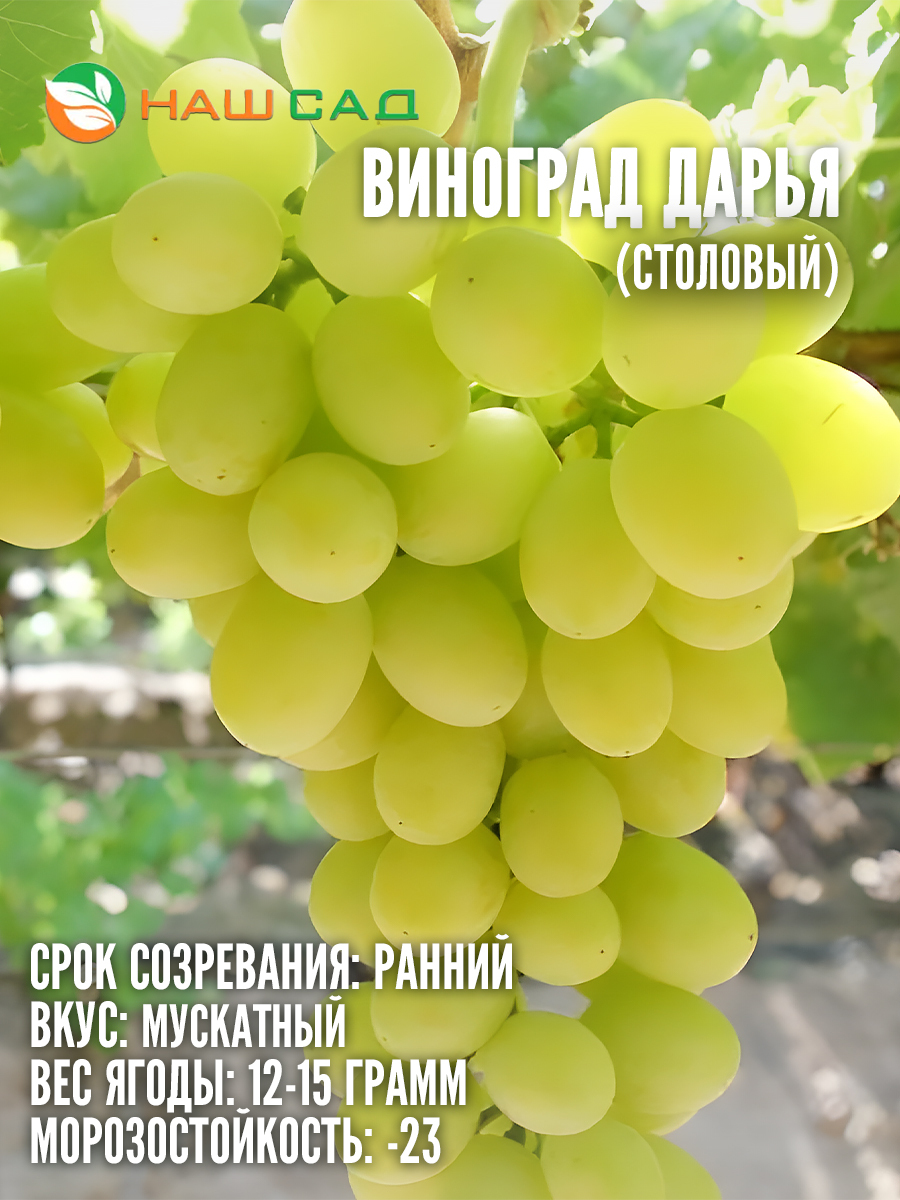 Виноград Дарья Виноград Дарья