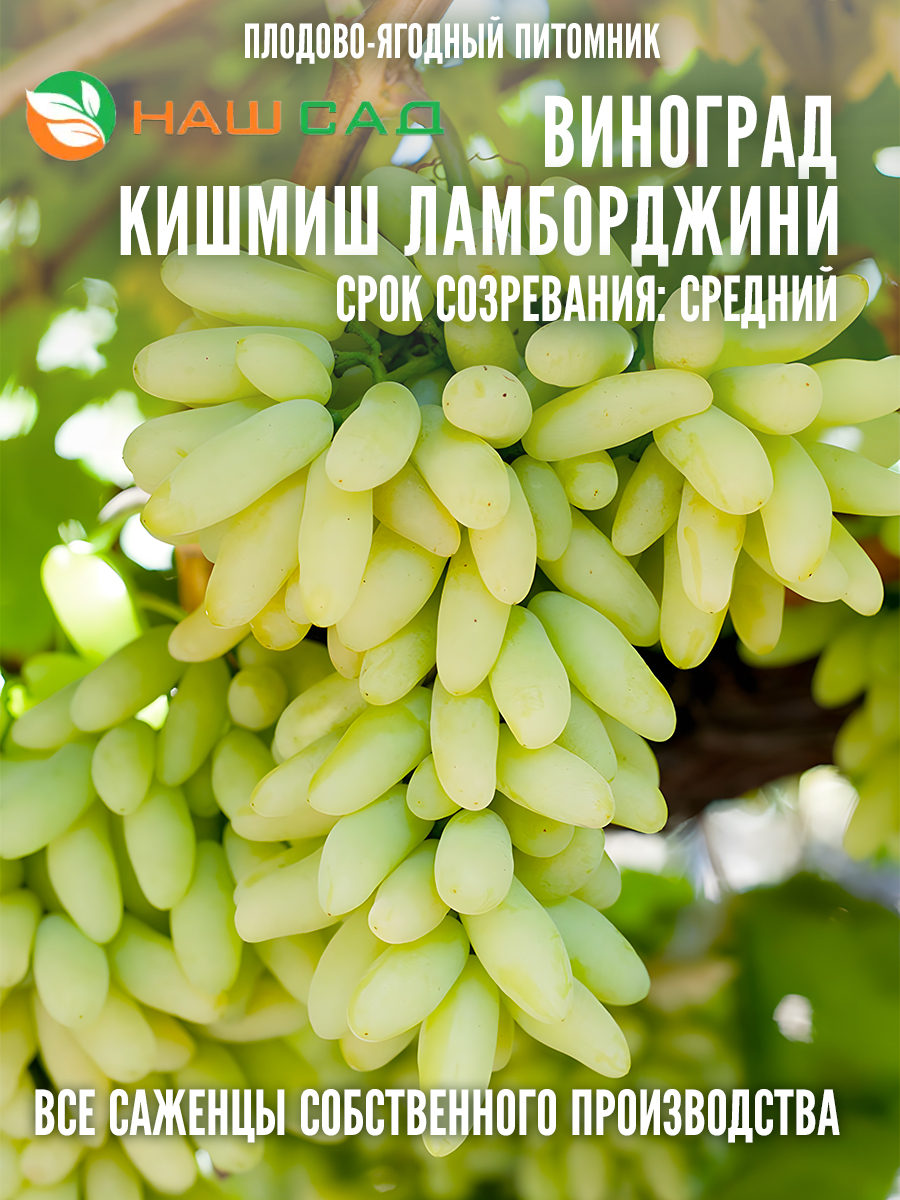 Виноград Кишмиш Ламборджини Виноград Кишмиш Ламборджини