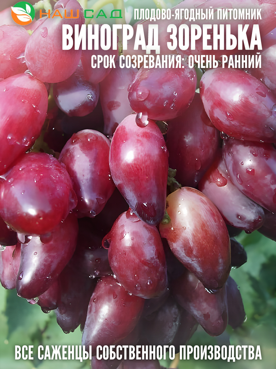 Виноград Зоренька Виноград Зоренька