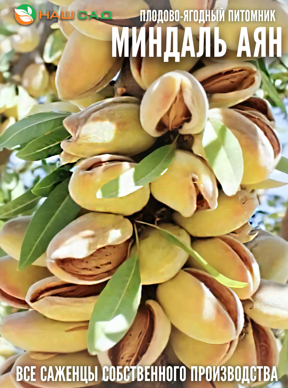 Миндаль Аян Миндаль Аян