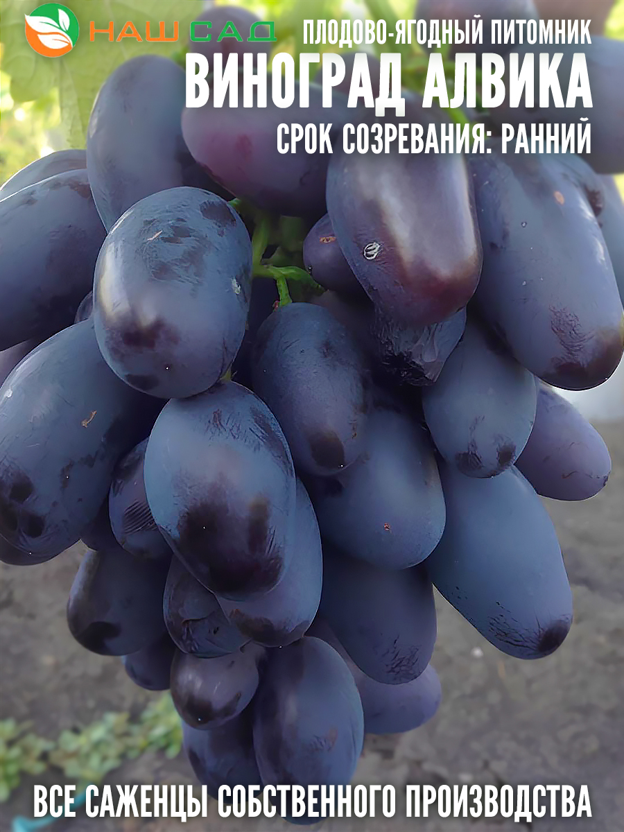 Виноград Алвика Виноград Алвика